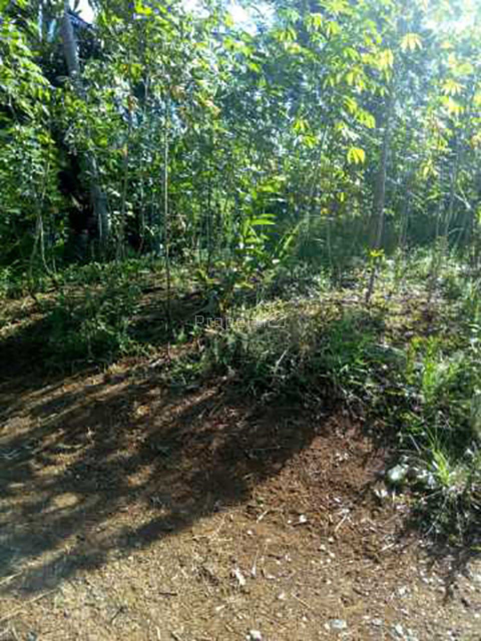 Lahan Perkebunan di Ciamis, Jawa Barat