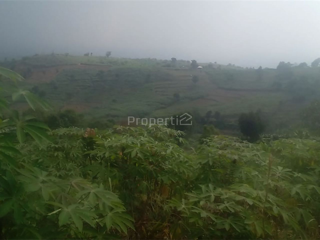 Land and Plantations 22 Ha in Hambalang, Jawa Barat