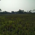 Land 1 Ha in Sukabaru, Rajeg