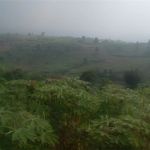 Plantation Land in Hambalang, Bogor